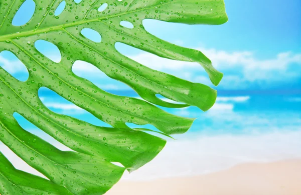 Hoja tropical con gotas de agua contra una playa —  Fotos de Stock