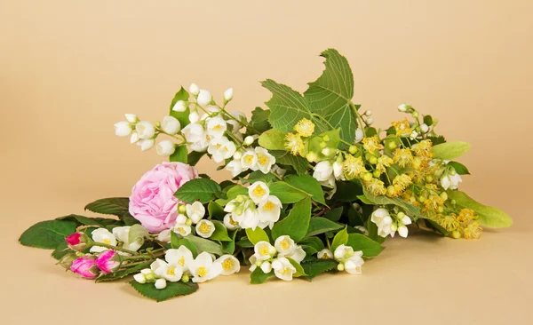 Jasmijn branch, linden bloemen, thee-rose en de knoppen van een roos op een beige achtergrond — Stockfoto