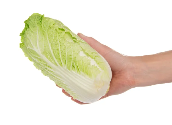 The Chinese cabbage in the female hand — Stock Photo, Image