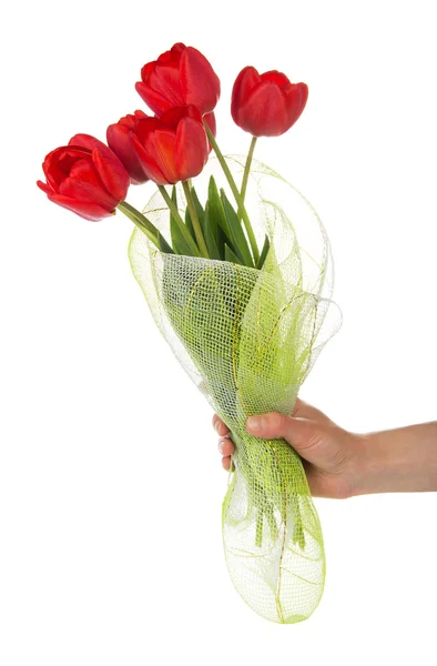 De vrouwelijke hand houdt een boeket van tulpen in de gossamer, geïsoleerd op wit — Stockfoto