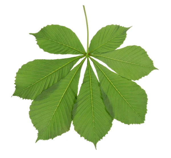 Grönt blad kastanj isolerad på vit — Stockfoto