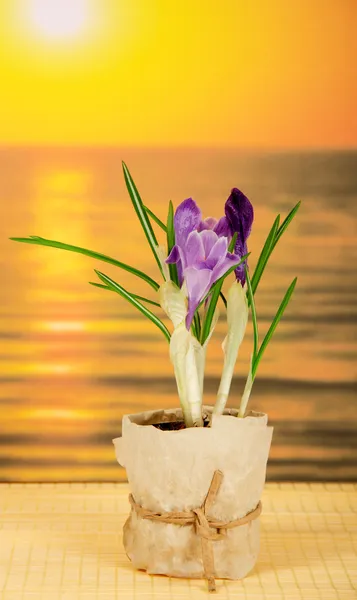 Pot with crocuses on a bamboo cloth against the sea — Stock Photo, Image