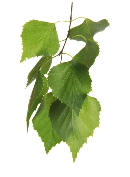 Gałązka z liści brzozy, na białym tle — Zdjęcie stockowe