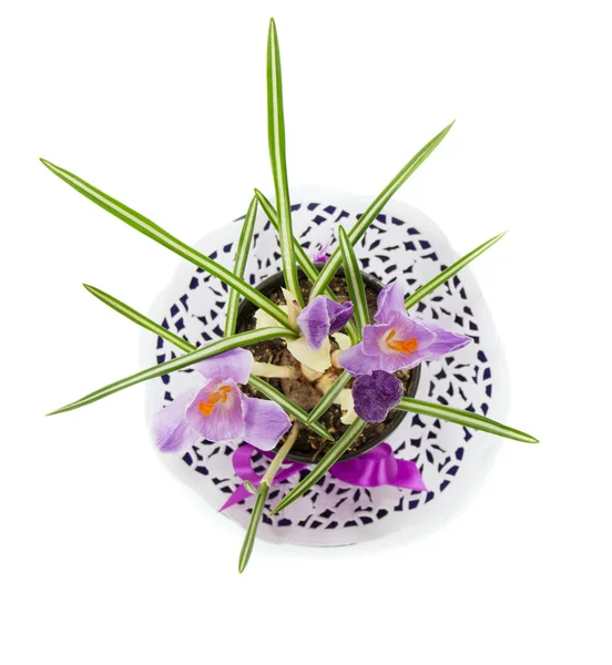 Pot with crocuses on a napkin, isolated on white — Stock Photo, Image