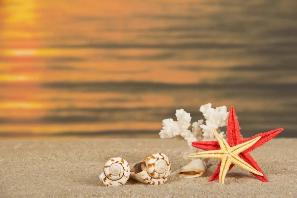 Starfishes, cockleshells and coral against a romantic decline — Stock Photo, Image