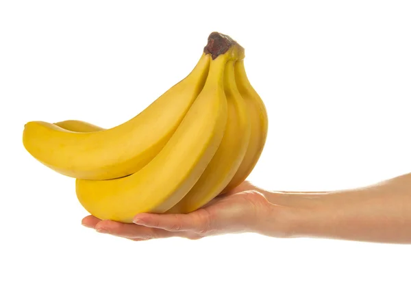 Cluster van bananen op een vrouwelijke palm geïsoleerd op wit — Stockfoto