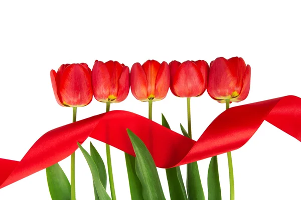 Les tulipes mis dans une rangée, et la bande isolée sur blanc — Photo