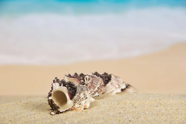 Beautiful sea cockleshells on the sandy coast — Stock Photo, Image