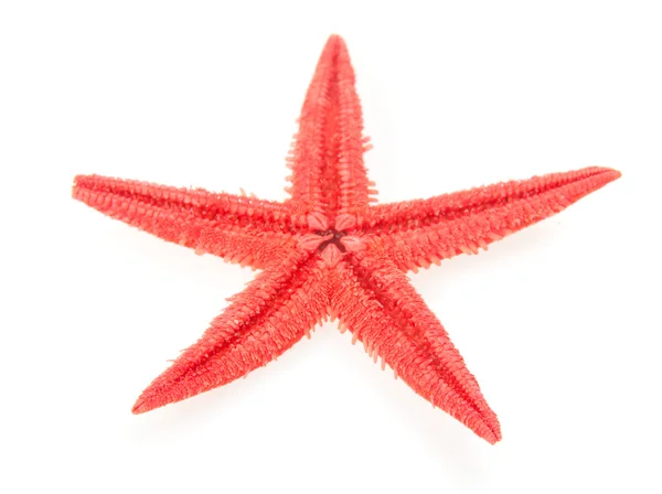 Beyaz izole kırmızı deniz yıldızı yakın çekim — Stok fotoğraf