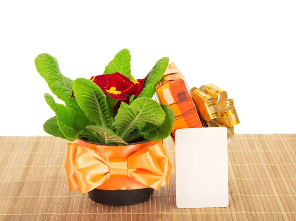 Primula sur un tissu de bambou, un coffret cadeau et une carte, isolé sur blanc — Photo