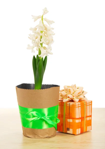 Hyacint met een cadeau doos op een tafel, geïsoleerd op wit — Stockfoto