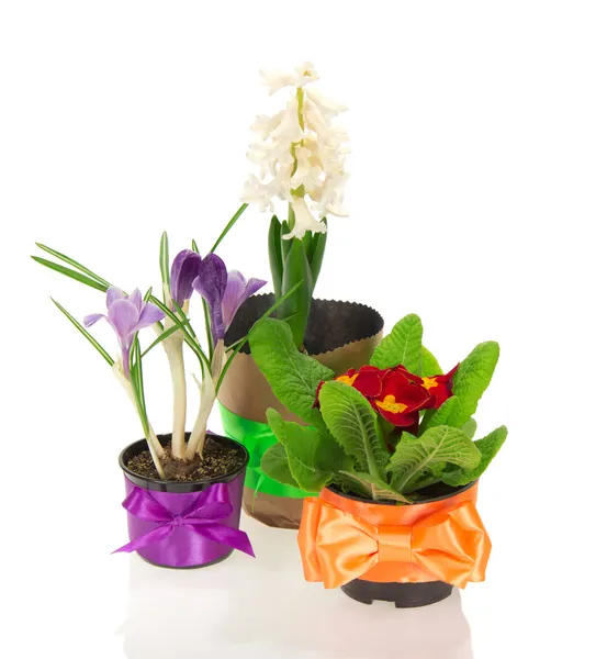 Potten met de verschillende bloemen, ingericht door een tape — Stockfoto
