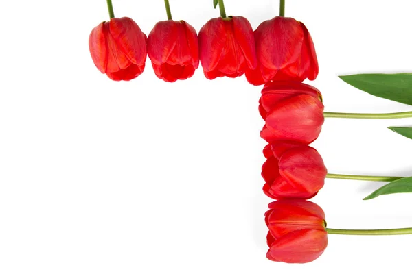 Fiori di tulipano rosso che formano un bordo astratto, isolato su bianco — Foto Stock