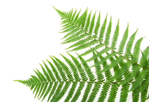 Две зеленые листья папоротника — стоковое фото