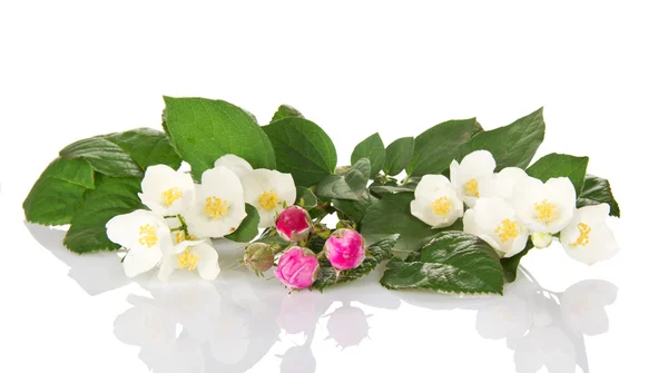 Ramo doce de um jasmim e os botões de uma rosa isolada no branco — Fotografia de Stock