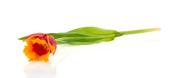 A világos tulipán — Stock Fotó
