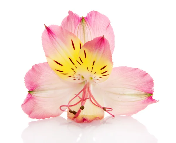 Alstroemeria Lily aislada en blanco — Foto de Stock
