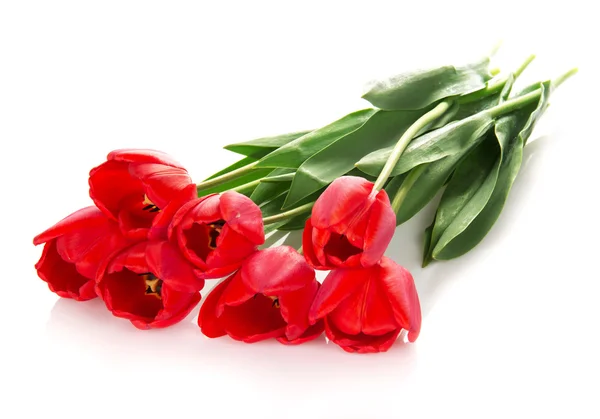 The bright red tulips isolated on white — Stock Photo, Image