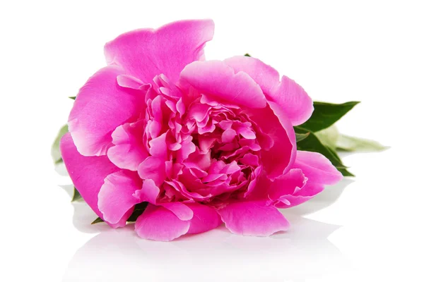 Blomma av en rosa peon — Stockfoto