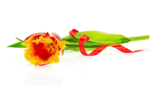 The bright tulip decorated by a tape isolated on white — Stock Photo, Image