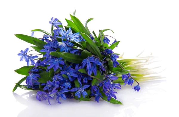 Il bouquet di fiori blu primaverili isolati su bianco — Foto Stock