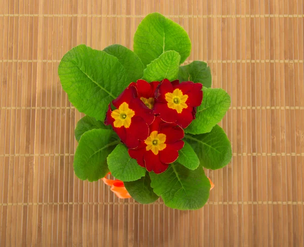 Primula close up, em um fundo bege — Fotografia de Stock