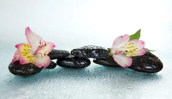 Kamienie i kwiat Alstremerii w kropli wody, na szarym tle — Zdjęcie stockowe