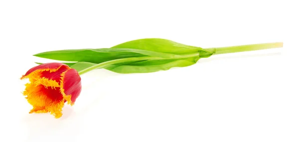 Die helle Tulpe isoliert auf weiß — Stockfoto