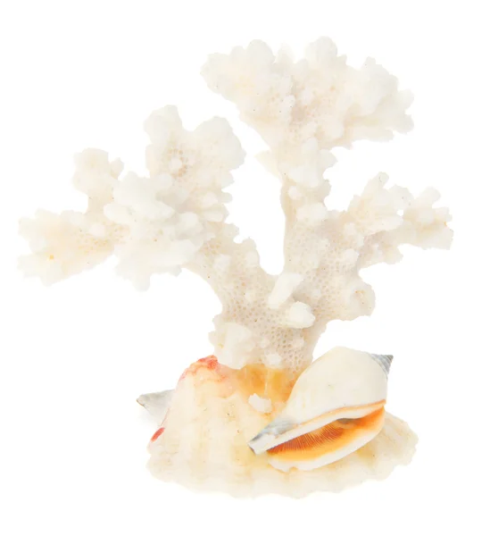 Corallo bianco da vicino isolato su bianco — Foto Stock