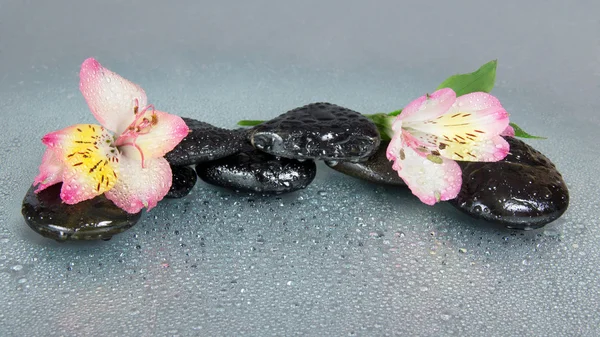 Flor de una alstroemeria y piedras en gotas de agua, sobre un fondo gris —  Fotos de Stock