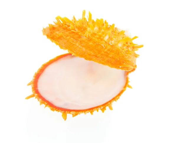 Оранжевая ракушка закрывается отдельно на белом — стоковое фото
