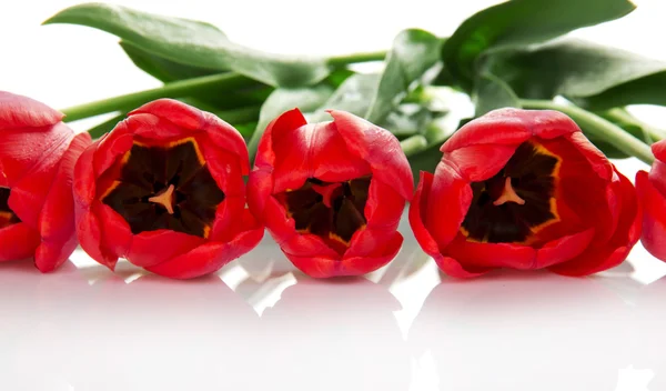 Boeket van rode tulpen close-up, geïsoleerd op wit — Stockfoto