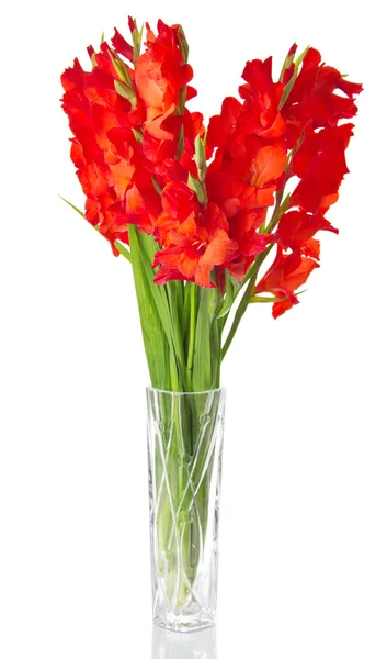 Röd gladiolus i transparent vas isolerad på vit — Stockfoto