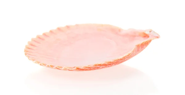 Reverse side seashell close up isolated on white — Stock Photo, Image
