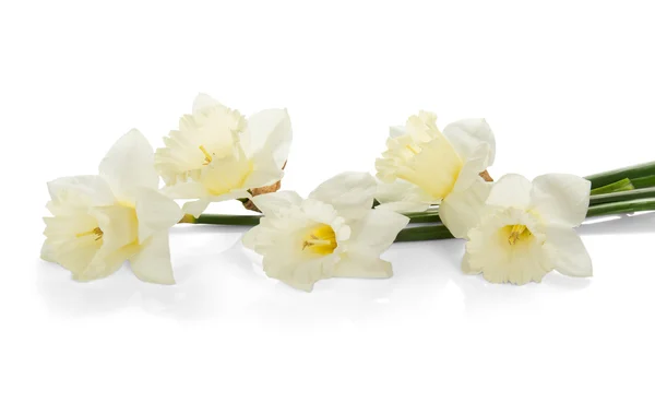 White colored daffodil flowers — Stock Photo, Image