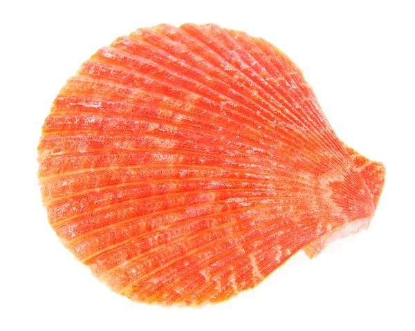 Red cockleshells close up isolated on white — ストック写真
