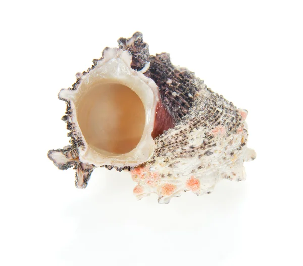 Seashell aislado en blanco — Foto de Stock