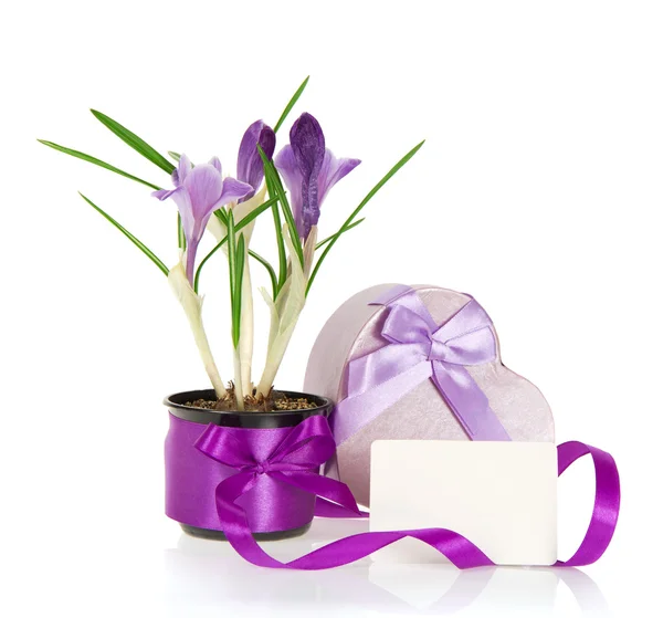 Crocus, coffret cadeau et la carte isolée sur blanc — Photo