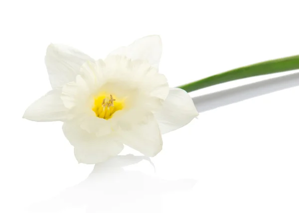 Il delicato fiore primaverile di un narciso isolato su bianco — Foto Stock