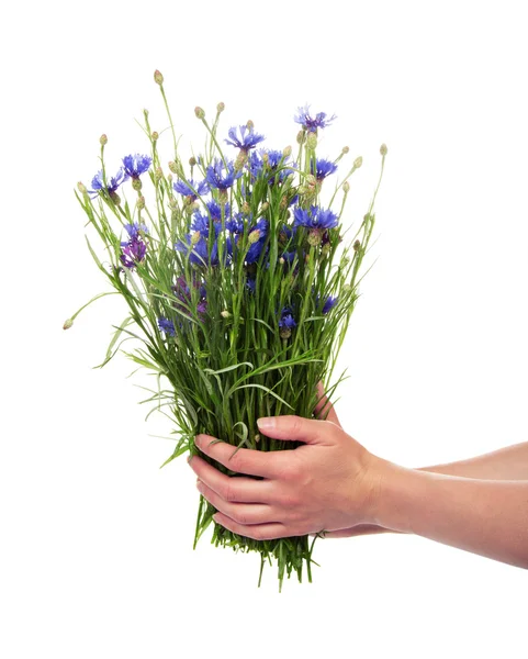 Les mains féminines tiennent une poignée de fleurs des bleuets — Photo