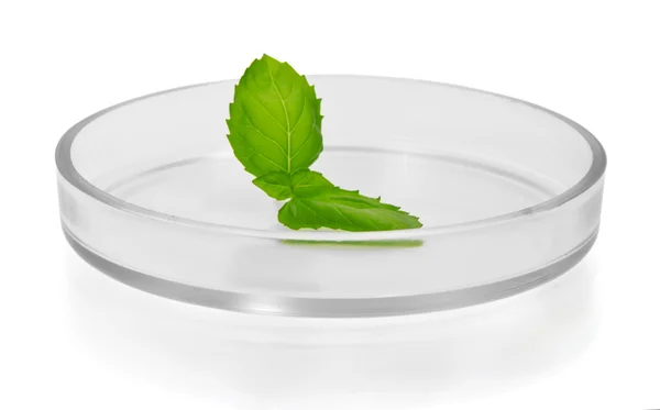 Plant leaf in Petri dish isolated on white — Stock Photo, Image