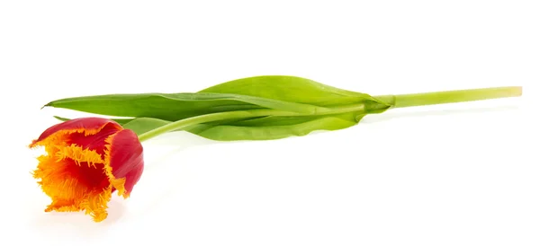 De heldere tulp geïsoleerd op wit — Stockfoto