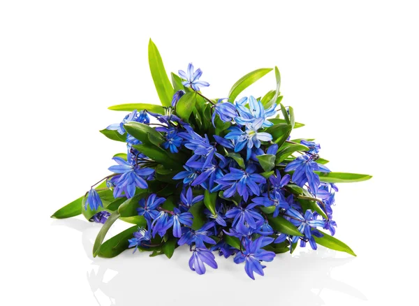 Scilla fleurs bleues isolées sur blanc — Photo