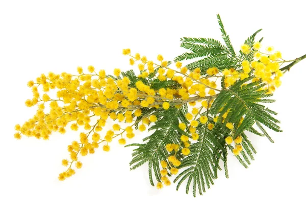 Mimosa branch close up, isolated on white — Stock Photo, Image