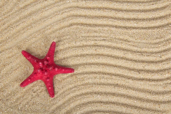 Heerlijke zeesterren op zand — Stockfoto