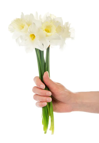 Main féminine avec un bouquet de narcisses blanches, isolé sur blanc — Photo