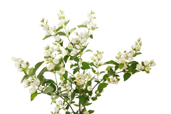 Beautiful branch of jasmine with many flowers — Stock Photo, Image