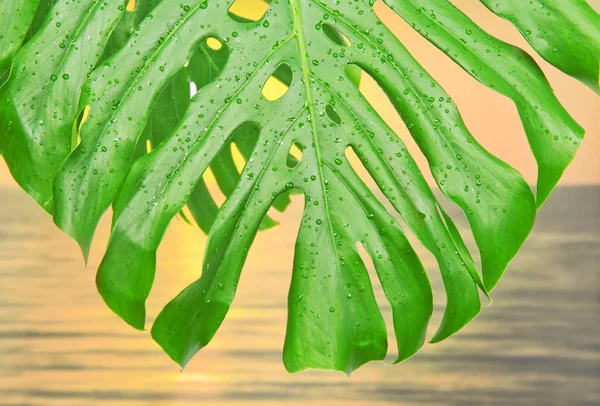 Hoja tropical con gotas de agua contra una disminución — Foto de Stock