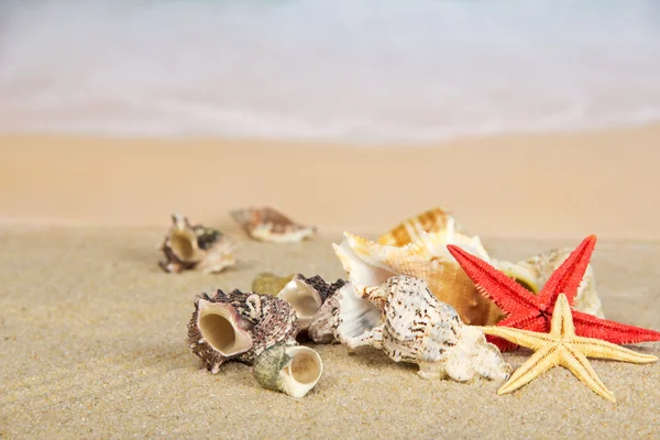 Beautiful starfishes and cockleshells on the sea coast — Stock Photo, Image