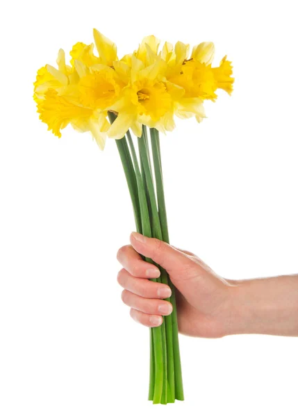 Main féminine avec un bouquet de narcisses jaunes, isolé sur blanc — Photo